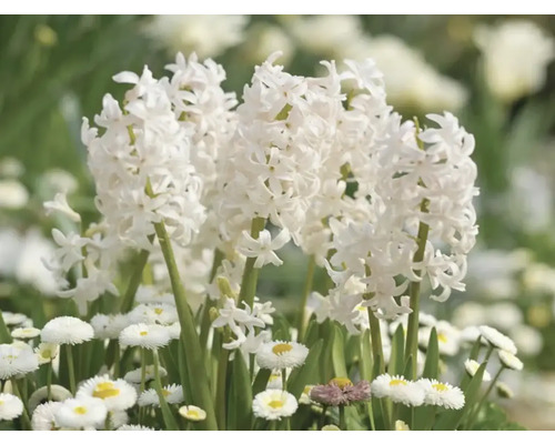 Weiße Hyazinthen und Gänseblümchen im Gartenbeet