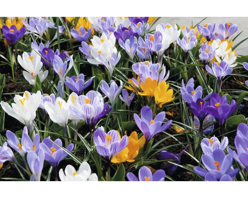 Blühende Krokusse im Gartenbeet