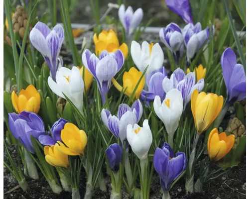 Blühende Krokusse im Gartenbeet