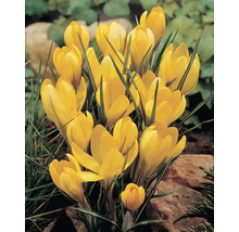 Gelbe Krokusse im Gartenbeet