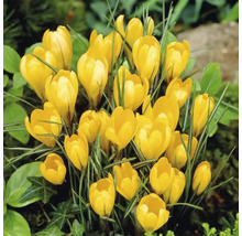 Gelbe Krokusse im Gartenbeet