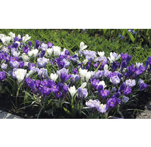 Blumenbeet mit Krokussen