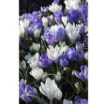 Feld mit Krokussen in verschiedenen Farben