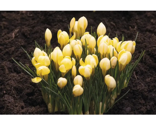 Gelbe Krokusse im Gartenboden
