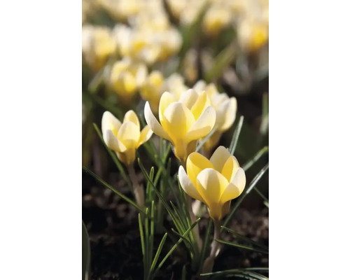 Gelbe Krokusse im Gartenbeet