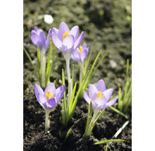 Krokusse im Gartenbeet