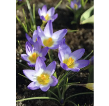 Nahaufnahme von Krokussen im Gartenbeet