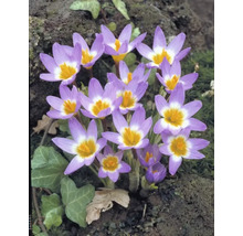 Nahaufnahme von Herbstzeitlosen mit Blüten