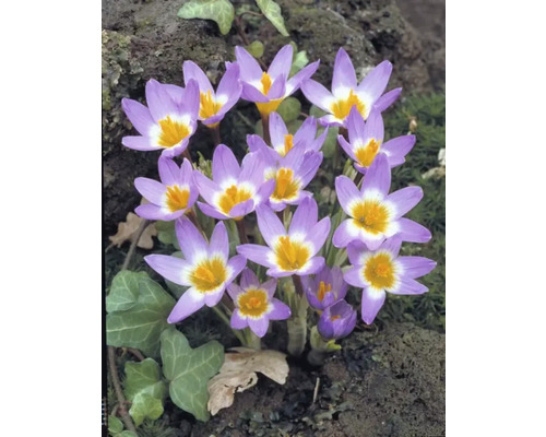 Nahaufnahme von Herbstzeitlosen mit Blüten
