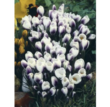 Gruppe von Krokussen mit weißen und violetten Blüten im Garten.