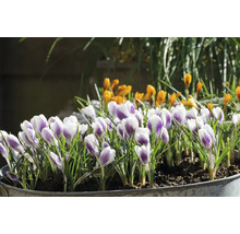 Krokusse im Topf