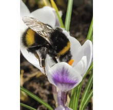 Hummel auf Krokusblüte