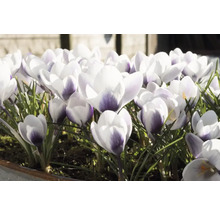 Nahaufnahme von Krokussen im Frühlingsgarten