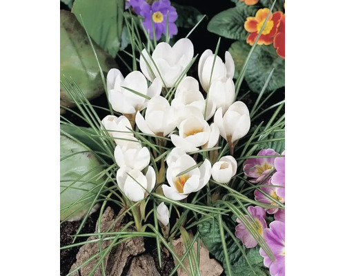 Gruppe weißer Krokusse im Gartenbeet