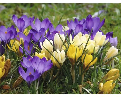Blühende Krokusse in verschiedenen Farben im Garten.