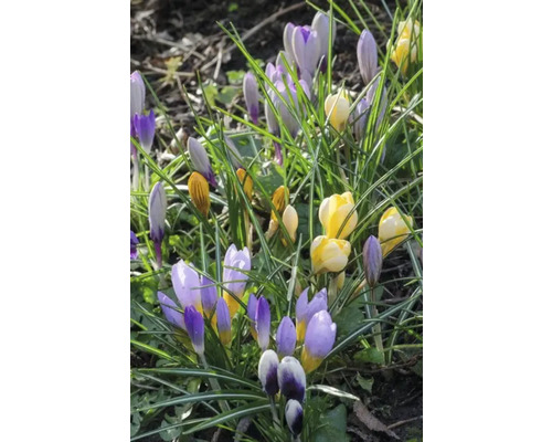 Krokusse mit grünen Blättern im Garten