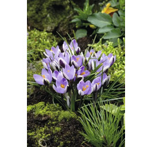 Nahaufnahme einer Gruppe lila Krokusse im Garten