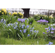Blumenzwiebel Blausternchen FloraSelf ' Siberica ' 12 Stück