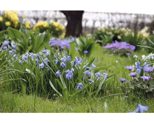 Blumenbeet mit Blaustern und Buschwindröschen im Garten