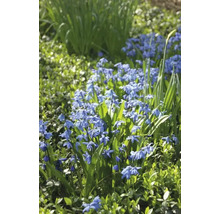Blumenzwiebel Blausternchen FloraSelf ' Siberica ' 12 Stück