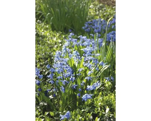Blüte der Gattung Scilla im Garten
