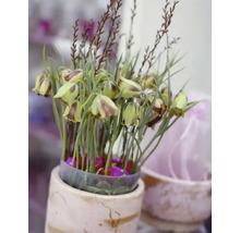 Dekorative Blumenanordnung in einem Topf