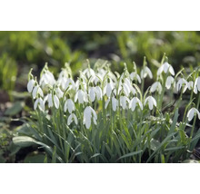Blumenzwiebel Schneeglöckchen FloraSelf ' Woronowii ' 35 Stück