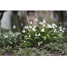 Blumenzwiebel Schneeglöckchen FloraSelf ' Woronowii ' 35 Stück