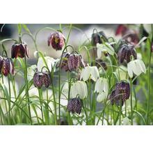 Blumenzwiebel Schachbrettblume, Kaiserkrone FloraSelf Fritillaria meleagris 25 Stück