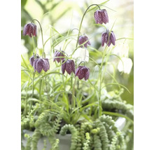 Blumenzwiebel Schachbrettblume, Kaiserkrone FloraSelf Fritillaria meleagris 25 Stück