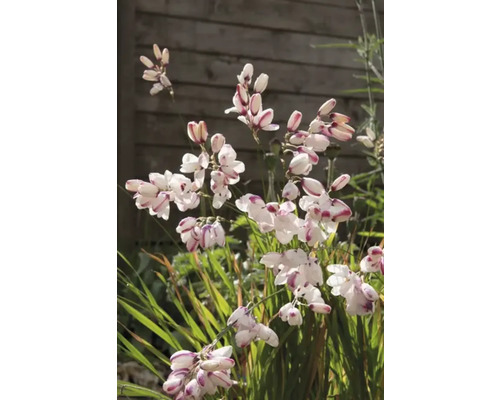 Nahaufnahme von Dietes-Blüten im Garten.