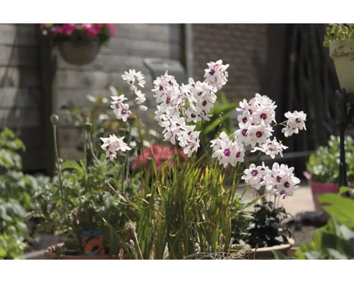 Blühende Sparaxis im Garten