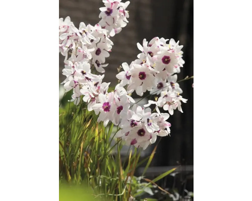 Blühende Dietes-grandiflora-Pflanze mit weißen Blütenblättern und violetten Zentren.