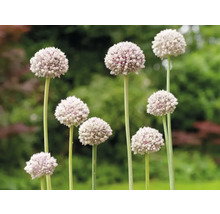 Blühender Zierlauch im Garten
