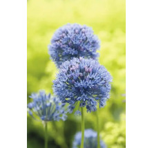 Zierlauch im Garten
