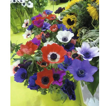 Blumenzwiebel Anemone FloraSelf ' The Caen ' 12 Stück