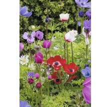 Blumenzwiebel Anemone FloraSelf ' The Caen ' 12 Stück