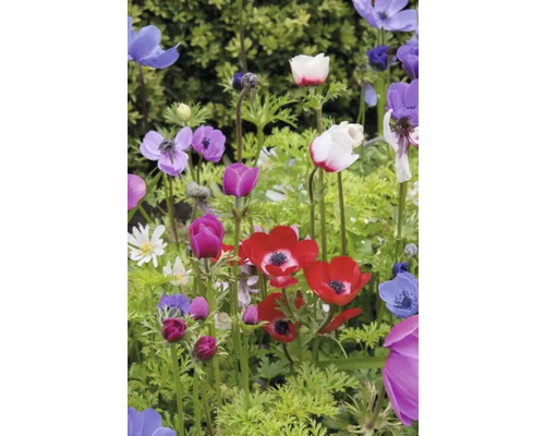 Bunte Anemonenblüten in einer Gartenlandschaft.