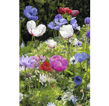Blumenzwiebel Anemone FloraSelf ' The Caen ' 12 Stück