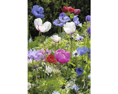 Blühende Anemonen in verschiedenen Farben im Garten.