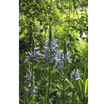 Nahaufnahme von Prärielilien im Garten.
