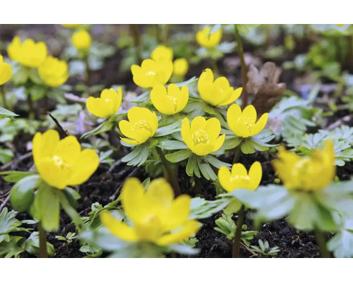 Winterlinge im Gartenbeet