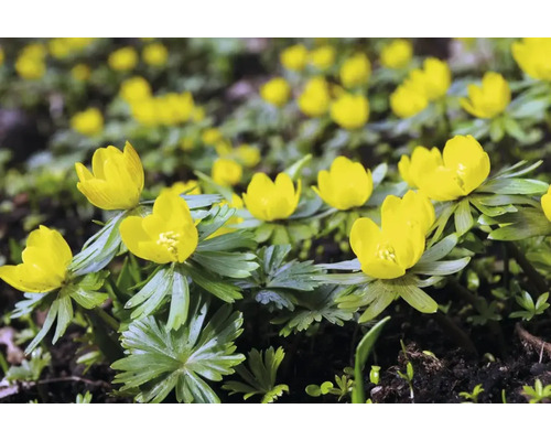 Winterlinge im Gartenbeet