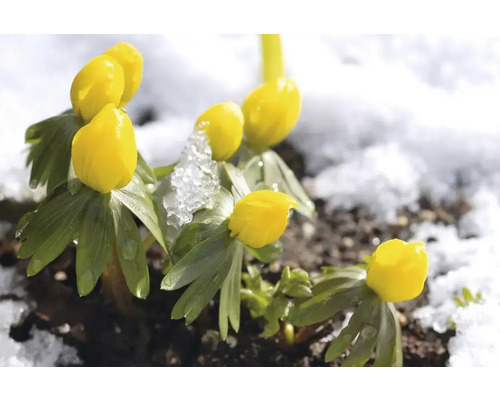 Winterling-Blüten im Schnee