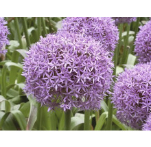 Zierlauchblüten im Garten