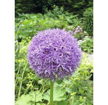 Einzelne lila Alliumblume im Garten.
