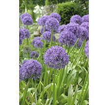 Blühender Zierlauch im Gartenbeet