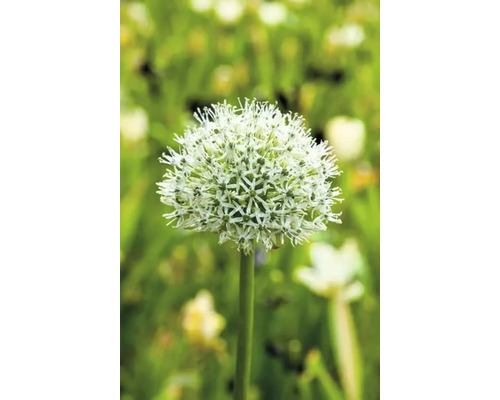 Blühender Zierlauch im Garten