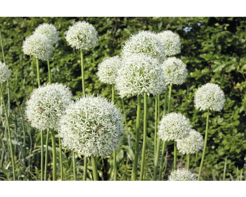 Nahaufnahme von Zierlauchblüten im Garten.