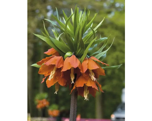 Kaiserkrone mit orangefarbenen Blüten und grünen Blättern.